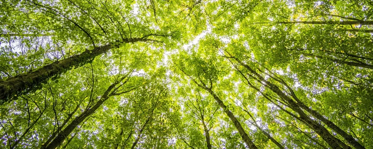 Kunk neue optik nachhaltigkeit klimaschutz 2030 wald 2