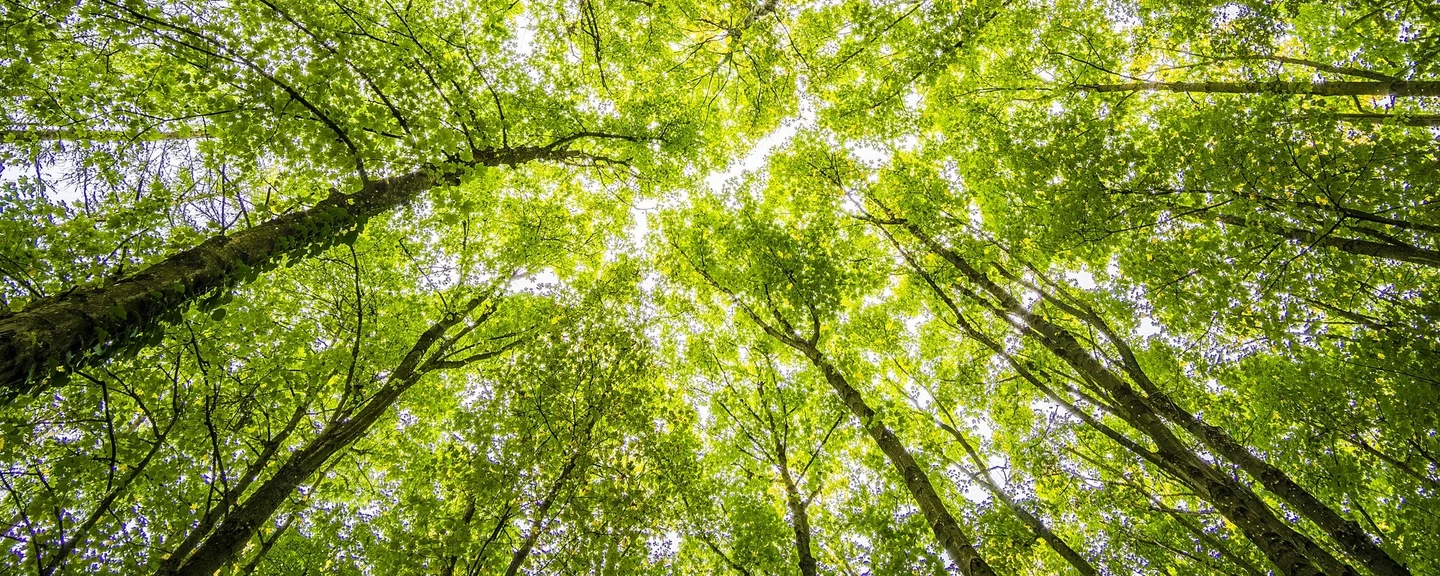 Kunk neue optik nachhaltigkeit klimaschutz 2030 wald 2