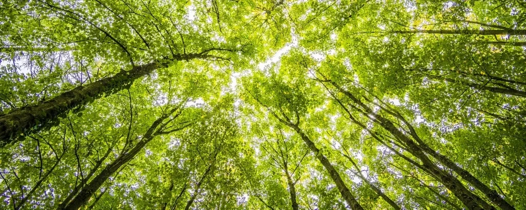 Kunk neue optik nachhaltigkeit klimaschutz 2030 wald 2